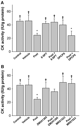 Effect of adenosine receptor antagonism on the anti-necrotic effects of post-con, measured using CK activity assay. A) Effects of non-selective adenosine antagonist, 8-SPT (10 mg/kg) or A1AR inhibitor, DPCPX (0.1 mg/kg) in the absence or presence of post-con. B) Effects of A2AAR inhibitor, ZM241385 (0.2 mg/kg) or A3AR blocker, MRS1523 (2 mg/kg) in the absence or presence of post-con. All values are means ± S.E.M. *P<0.05 vs. control group; †P<0.05 vs. post-con group.