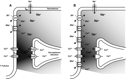 Theoretical modeling of subsarcolemmal ion gradients in the diadic cleft and the ‘fuzzy’ space for [Na+] under physiological conditions (A) and in the presence of higher sarcolemmal densities of NCX (B). The Ca2+ micordomain or diadic cleft space spans between the T-tubular membrane with high densities of L-type Ca2+ channels (ICa) and the terminal cisternae of the sarcoplasmic reticulum with the ryanodine receptors (RyR). Efficient Ca2+-induced Ca2+ release is restricted to the diadic cleft space indicated by the darkly shaded area. The microdomain for [Na+] (lighter shaded area) extends beyond the diadic cleft and contains the Na+–Ca2+exchanger (NCX), the Na+/K+–ATPase (ATP) and presumably the Na+-channels (INa). Higher expression levels of NCX (B)may result in closer proximity of the exchanger to ICa with altered Ca2+ handling and defects in E–C coupling as suggested by the reduced gain in a transgenic mouse model with 3.1-fold overexpression of NCX [48].