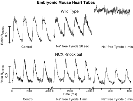 Ca2+transients in heart tubes from embryos with global Na+–Ca2+ exchanger knock-out compared to wild type and their response to the replacement of 140 mM Na+o with Li+o. With external field stimulation at 1 Hz, heart tubes in both groups had similar kinetics for the rise and decay of Ca2+ transients under control conditions (left). In heart tubes from wild type embryos (upper panel), replacement of 140 mM Na+o with Li+o developed Ca2+ overload within 1 minute. Wash out of extracellular Na+ had no effect on Ca2+ transients in heart tubes from Na+–Ca2+ exchanger knock-outs over at least 5 minutes (lower panel). Stimulation voltage was increased from 30 to 60 V to retain excitability. Reproduced from Reuter et al.[75].