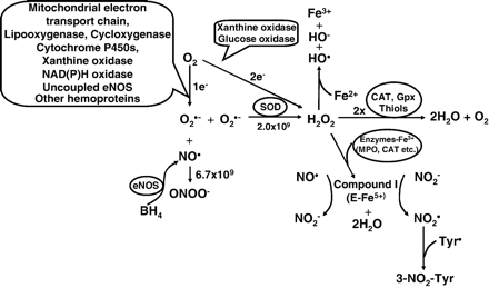 Biochemical pathways of hydrogen peroxide generation and metabolism. Molecular oxygen undergoes one or two-electron reduction (1 or 2e-) to form superoxide (O2.−) or hydrogen peroxide (H2O2) respectively. The majority of the bioactive H2O2 however, is derived from spontaneous or SOD (superoxide dismutase)-catalyzed (at the reaction speed of 2.0 × 109 mol/L−1.s−1) dismutation of O2.−. Degradation of H2O2 involves intracellular catalase (CAT), extracellular glutathione peroxidase (Gpx) or small molecules like thiols. Besides directly serving as a signaling intermediate, H2O2 also indirectly exerts its biological effects via metabolites such as hydroxyl radical (HO.) or compound I (product of H2O2 oxidation of Fe3+-containing enzymes such as myeloperoxidase, MPO). Of note, O2.− rapidly scavenges NO. at the reaction speed of 6.7 × 109 mol/L−1.s−1, representing one of the mechanisms whereby bioactive NO. diminishes independent of regulation of NO. synthase.