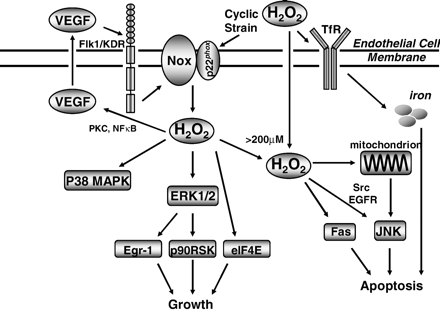 Signaling events mediating hydrogen peroxide modulation of endothelial cell growth and apoptosis. Mitogenic stimuli such as vascular endothelial growth factor (VEGF) and cyclic strain activate vascular NAD(P)H oxidases to form superoxide (O2.−) and subsequently hydrogen peroxide (H2O2). H2O2 in turn mediates activations of p38 MAPK, ERK1/2 and transcriptional factors involved in grow signaling. Of interest, H2O2 also feed-forwardly upregulates endothelial cell expression of VEGF. On the other hand, excessively produced H2O2 exceeding 200 μmol/L induces endothelial apoptosis. This response seems to involve transferrin receptor (TfR)-dependent intracellular iron uptake, and activations of mitochondrion, FAS and JNK/c-Jun pathway.