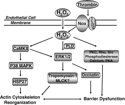 Signaling events mediating hydrogen peroxide modulation of endothelial actin cytoskeleton and barrier function. Intracellular hydrogen peroxide (H2O2) produced in response to extracellular stimuli such as thrombin is capable of inducing phospholipase D (PLD) or calcium/calmodulin-dependent protein kinase II (CaMKII) dependent activation of ERK1/2, and CaMKII-dependent activation of p38 MAPK. By activating downstream effectors tropomyosin-1/MLCK or heat shock protein 27 (HSP27) respectively, both pathways are involved in H2O2 induced reorganization of actin cytoskeleton, which is associated with modulation of barrier function. Various kinases or signaling intermediates such as PKC, PKA and calcium have been implicated in H2O2 induction of endothelial barrier dysfunction. The inter-relationships among these players however remain to be elucidated.