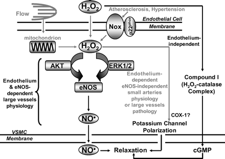 Mechanisms underlying endothelium-dependent or independent vasorelaxation induced by hydrogen peroxide. Depending on size of the blood vessels and availability of bioactive nitric oxide (NO.), and physiological versus pathological environment, hydrogen peroxide (H2O2) mediates endothelium-dependent or independent vasorelaxation via NO.-dependent or independent mechanisms. H2O2 seems to activate eNOS under physiological conditions in large vessels, resulting in endothelium and NO.-dependent relaxation. In small vessels such as coronary arterioles, mitochondrial respiratory chain-derived H2O2 is found to be responsible for flow-mediated vasodilatation that is independent of NO.. Under pathological conditions such as atherosclerosis and hypertension, H2O2 produced by large vessels mediates compensatory, endothelium-dependent but NO.-independent relaxation. Additionally, under unclear conditions, H2O2 may also cause endothelium-independent relaxation via compound I-mediated direct activation of smooth muscle cyclic GMP.