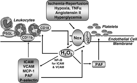Mechanisms whereby hydrogen peroxide promotes endothelial inflammatory responses. By activating redox-sensitive transcription factors such as NFκB, hydrogen peroxide (H2O2) mediates endothelial induction of inflammatory proteins such as VCAM, ICAM and MCP-1 in response to extracellular stimuli such as TNFα, hypoxia and angiotensin II. H2O2 also activates platelet and neutrophil interactions with endothelium to facilitate inflammation of the endothelium.