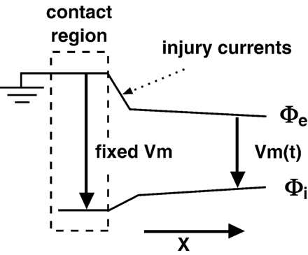 Idealized spatial distribution of intracellular (φi) and extracellular (φe) potentials. Pressure from the contact electrode (or addition of KCl) fixes the transmembrane voltage (Vm) in the contact region. MAP recordings are produced by taking the difference of φe in the contact region and φe away from the contact region (indifferent electrode). Outside of the contact region, Vm is a function of time.