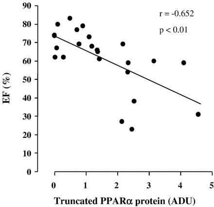 Inverse correlation (y=−8.35x+74.04) between truncated PPARα protein and ejection fraction (EF) in all patients. ADU, arbitrary densitometric units.