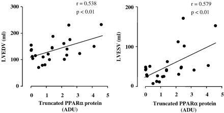 Left panel: Direct correlation (y=17.54x+109.58) between truncated PPARα protein and left ventricular end-diastolic volume (LVEDV) in all patients. Right panel: Direct correlation (y=18.75x+24.81) between truncated PPARα protein and left ventricular end-systolic volume (LVESV) in all patients. ADU, arbitrary densitometric units.