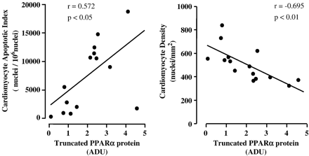 Left panel: Direct correlation (y=2629x+1945) between the expression of truncated PPARα protein and cardiomyocyte apoptotic index. Right panel: Inverse correlation (y=−78x+663) between the expression of truncated PPARα protein and cardiomyocyte density. ADU, arbitrary densitometric units.