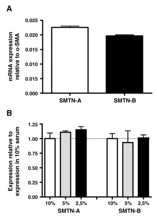 A) Expression of smoothelin-A and smoothelin-B mRNA in PAC1 SMCs. Expression levels were assayed by Q-PCR and normalized to α-SMA expression. PAC1 cells express both smoothelin isoforms at the mRNA level. B) No significant effect of serum concentration on smoothelin-A and smoothelin-B mRNA expression in PAC1 cells. Expression levels were assayed by Q-PCR and normalized to expression at 10% serum.