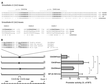 A) Sequence comparison of CArG box-containing regions in the smoothelin-A and smoothelin-B promoters of human, mouse and rat. Non-conserved nucleotides are indicated by small case letters. The CArG boxes are shown in bold. Dashes below the sequence indicate conserved nucleotides. Dashed lines indicate probes used for EMSA experiments. The numbers indicate the location of the sequence relative to the respective transcription start sites. B) Effect of CArG box mutations on the activity of the human smoothelin-A promoter construct H-1613 A. Mutation of the proximal CArG-near box caused a significant reduction in smoothelin-A promoter activity. Mutation of both CArG boxes simultaneously caused a further decrease. Statistically significant differences are indicated by an asterisk. The sequence of CArG mutations introduced into the human smoothelin-A promoter reporter construct are shown. CArG boxes are shown in bold, mutations are underlined and in small case.
