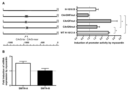 A) Effect of myocardin overexpression on wild type (WT H-1613 A) and mutated (CArG–NF; CArG–F; CArG–N) human smoothelin-A and smoothelin-B (H-1616 B) promoter activity. The ability of myocardin to increase smoothelin-A promoter activity is reduced when SRF cannot bind CArG-near. Aberration of SRF-binding to both CArG-boxes causes a further decrease in promoter activity. Conserved CArG boxes are indicated by grey boxes. The first exons of each transcript are shown as white boxes. Statistically significant differences are indicated by an asterisk. B) Effect of myocardin overexpression on endogenous expression of smoothelins in PAC1 cells. Transfection with myocardin increased endogenous smoothelin-A expression, but did not affect smoothelin-B mRNA levels.