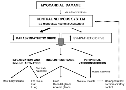 Depiction of hypothetical mechanisms linking centrally depleted parasympathetic drive due to myocardial damage with the progression of chronic heart failure.