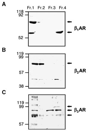 Detection of βAR isoforms in crude and enriched nuclei using Western blotting. Cell fractions were prepared as in Fig. 1. Lanes contained 100 μg protein from Fractions 1–4. Blots were probed using anti-β1AR (A), anti-β2AR (B) or anti-β3AR (C). Molecular weight markers are indicated on the left of the figure. Arrows indicate specific antibody signals previously described in the literature (see text for details). Data are representative of three independent experiments.