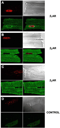 Colocalization of βAR isoforms in adult mouse ventricular cardiomyocytes with a marker of the nuclear membrane. Panels A, B and C are representative confocal images showing the colocalization of β1AR, β2AR or β3AR, respectively with Nup-62, a component of the nuclear pore complex. Controls were performed in the absence of primary antibody (D). Data are representative of at least three independent experiments.