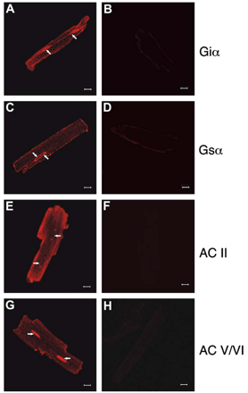 Detection of βAR signalling partners in isolated adult rat left ventricular cardiomyocytes using immunocytochemistry. Panels A, C, E and G are representative confocal images showing the distribution of Giα (A), Gsα (C) ACII (E) or ACV/VI (G), respectively. Controls were performed in the absence of primary antibody (B, D, F and H). Scale bar is 10 μm. Arrows indicate nuclei. Data are representative of three independent experiments.