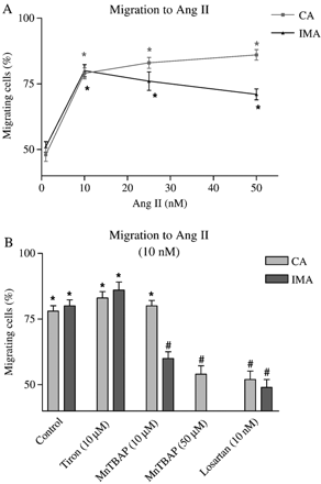 (A) Effect of Ang II on IMA and CA VSMC migration. (B) Effects of antioxidants (Tiron and MnTBAP) and Ang II type 1 receptor blocker (Losartan) on Ang II-mediated chemotaxis. n≥30 cells from 3 independent experiments were used. *p<0.01 (Rayleigh test); #p<0.01 (t-Test: % migration vs. cell type control).