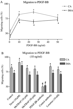 (A) Effect of PDGF-BB on IMA and CA VSMC migration. (B) Effects of antioxidants (Tiron and MnTBAP), Ang II type 1 receptor blocker (Losartan) and receptor blockade by specific and control antibodies on PDGF-BB-mediated chemotaxis. n≥30 cells from 3 independent experiments were used. *p<0.01 (Rayleigh test); #p<0.01 (t-Test: % migration vs. cell type control).