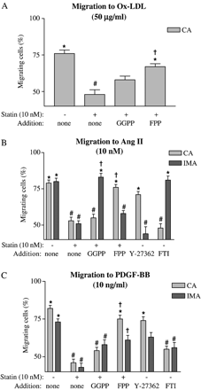 (A) Effect of oxidized-LDL on CA VSMC migration in the absence and presence of isoprenoids, namely geranylgeranylpyrophosphate (GGPP) or farnesylpyrophosphate (FPP). Effects of isoprenoids, Y-27362 (a Rho-kinase inhibitor) or FTI (a farnesyltransferase inhibitor) on IMA and CA VSMC migration in the presence of Ang II (B) or PDGF-BB (C). n≥30 cells from 3 independent experiments were used. *p<0.01 (Rayleigh test); #p<0.01 (t-Test: % migration vs. cell type control); †p<0.01 (t-Test: % of migrating cells vs. statin alone for that cell type).
