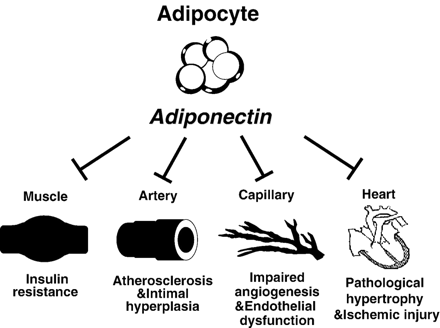 Adiponectin is secreted by adipocytes and has a multiplicity of actions in the cardiovascular system. Adiponectin prevents insulin resistance by enhancing glucose and fatty acid disposal by skeletal muscle. In the heart, adiponectin prevents both pathological hypertrophy and ischemic injury, in part through the activation of AMPK. Adiponectin prevents atherosclerotic progression and intimal hyperplasia by reducing smooth muscle cell proliferation. Similarly, in microvessels and capillaries, adiponectin improves angiogenesis and endothelial function through actions on eNOS and blood vessel growth pathways.
