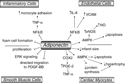Signaling pathways downstream of adiponectin in cells of the cardiovascular system. Adiponectin has anti-inflammatory effects due to suppression of NF-κB signaling in monocytes/macrophages and also reduces the progression of atherosclerotic lesions through suppression of NF-κB in endothelial cells. In addition, adiponectin signals through the AMPK pathway to reduce endothelial cell apoptosis and to promote nitric oxide production. In the heart, adiponectin activates AMPK and decreases the hypertrophic response through suppression of protein synthesis. COX-2 activation by adiponectin decreases expression of TNFα in the heart. Finally, adiponectin acts in smooth muscle cells to prevent atherosclerotic proliferation and migration of smooth muscle cells.