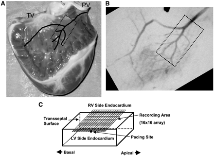 The location of transseptal tissue preparations in canine interventricular septum (IVS). Tissues (without papillary muscle) were isolated (dotted rectangular area in Panels A and B) after the branches of the septal artery were located angiographically. Panel C illustrates the recording area on the cut-exposed transeptal surface of an isolated IVS preparation. TV: tricuspid valve. PV: pulmonary valve. LV and RV: left and right ventricles.