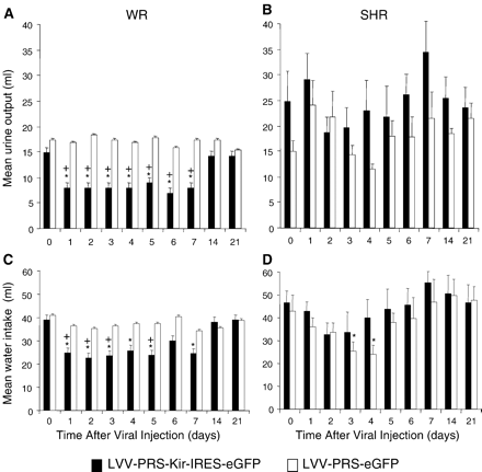 Effects of chronic expression of hKir2.1 on urine output and water intake. Expression of hKir2.1 in WR strain decreased urine output (A) and water intake (C). Changes were significant decrease between 1 to 7 days post-injection and returned to pre-injection levels by day 14. There was no significant change in urine output and water intake (except for days 3 and 4) in the SHR (B, D). eGFP transduced rats of both strains showed no significant changes during the entire observation period.