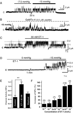 NSCMS inhibition by GsMTx-4 and their facilitation by ET-1 in rabbit PASMCs. Current traces recorded in cell-attached patches at +50 mV. The letters “c” and “o” represent closed and open channels, respectively. Numbers beside “o” represent open levels. A. Horizontal bars above the trace indicate the application of negative pressure (−7.5 mm Hg, −15 mm Hg) to the patch membrane. B. A representative trace recorded with 3.5 μM GsMTx-4 in the pipette solution. Channel activity was observed only during the initial membrane stretching period and then permanently disappeared while negative pressure (−15 mm Hg) was applied. C. Under the c–a condition, ET-1 increased NSCMS activity without activating other types of channels. D. The application of ET-1 without membrane stretch (0 mm Hg) did not activate NSCMS. Channel activity was evident only after applying negative pressure (−15 mm Hg). E. Statistical summary of the effect of 30 nM ET-1 on NSCMS activity (NPo) induced by membrane stretch (−15 mm Hg) in 14 PASMCs, **P-value<0.01. F. Summary of NPo changes induced by various concentrations of ET-1. Tested cell numbers are indicated above each bar. NPo values after ET-1 treatment were normalized versus control NPo in each membrane patch.