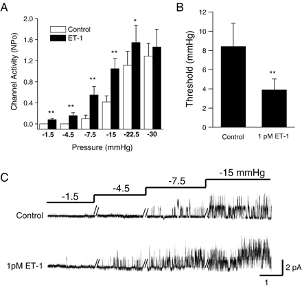 Increased NSCMS mechanosensitivity by ET-1. A. Summary of stretch-dependent increase in channel activity (NPo) with/without 30 nM ET-1 (n=8), **P<0.01; *P<0.05. B. Summary of the effects of 1 pM ET-1 on NSCMS activation pressure threshold (n=5). Negative pressure was gradually increased as shown in C to determine apparent threshold values. C. Original current traces showing NSCMS mechanosensitivity with/without 1 pM ET-1 in bath. The clamp voltage was 50 mV.