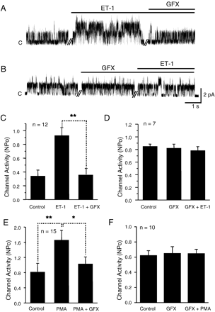 Inhibitory effects of GF109203X (GFX), a PKC inhibitor, on NSCMS facilitation by ET-1 and by phorbol 12-myristate 13-acetate (PMA). A, B. Representative current traces of cell-attached patches under continuous negative pressure of −15 mm Hg at 50 mV. Times of ET-1 (30 nM) and GFX (10 μM) application are indicated with bars above current traces. C, D. Summaries of the experiments shown in A and B, respectively. Numbers of tested cells are shown in the figure. E, F. Summaries of the effects of PMA and GF 109203X. GF 109203X was treated after (E) or before the application of PMA (F).