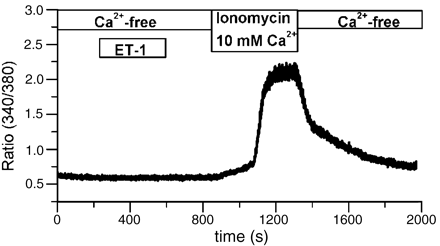No effect of ET-1 on PASMC [Ca2+]c levels in Ca2+-free solution. In fura-2 loaded PASMCs, fluorescence ratio (340/380) was monitored. After a sustained incubation of PASMCs in Ca2+-free solution (1 mM EGTA, >20 min), the application of ET-1 (30 nM) had no effect on the fluorescence ratio. The Ca2+ sensitivity of cytosolic fura-2 was confirmed by adding ionomycin and 10 mM CaCl2.