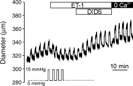 Changes of pulmonary arterial diameter in response to intravascular pressure. Trace of outer diameter in response to repetitive increase of intravascular pressure from 5 to 15 mm Hg for 1 min with 2 min of interval (see protocol in the figure). The sequence of applying ET-1 (100 pM), DIDS (30 μM) and washout with Ca2+ free solution (0 Ca2+) is indicated with bars above.