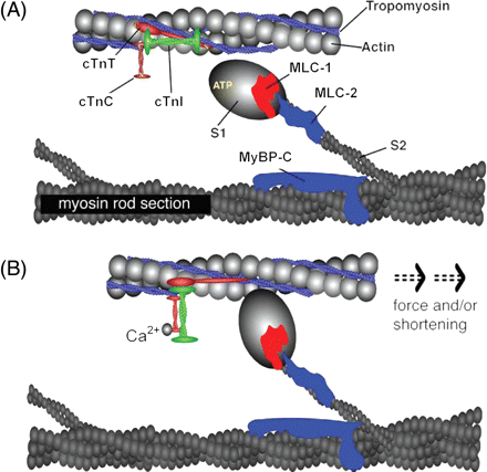 Schematic representation of the cardiac sarcomere during diastole (A ...