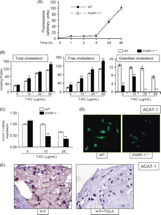 Sensitization of foam cells to 7-KC by PARP-1 gene deletion is associated with an alteration in lipid metabolism as a result of a modulation of ACAT-1 expression. (A) Lipid uptake as measured by fluorescently labeled ac-LDL is unaffected by PARP-1 gene deletion in foam cells. (B) Wild type and PARP-1−/− foam cells were treated with increasing doses of 7-KC after which intracellular concentrations of total, free, and esterified cholesterol were assessed. *P < 0.01; ** P < 0.001; # non-significant (NS). (C) Wild-type and PARP-1−/− foam cells were treated with 7-KC and total RNA was isolated, subjected to cDNA generation then to real-time PCR with primers specific to mouse ACAT-1, or β-actin; amplified PCR products were normalized and expressed as fold increase over samples derived from untreated WT cells. (D) Immunofluorescence analysis with antibodies to murine ACAT-1 and to DAPI staining (overlay) of WT or PARP-1−/− foam cells that were treated with 10 µg/mL 7-KC for 8 h; pictures were taken at the same excitation intensity. (E) Immunohistochemistry analysis of plaques from H-F and H-F+TIQ-A animal groups with antibodies to the ACAT-1.