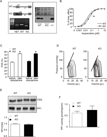 Inhibitor-1-deficient mice (I-1-KO) exhibit β-adrenergic desensitization and a normal contractile reserve. (A) Genotyping strategy of I-1-KO mice and representative polymerase chain reaction with DNA from wild-type (WT), heterozygous (HET) and homozygous mice (left panel). Immunoblot (right panel) of boiled acid extracts from skeletal muscle of wild type and I-1-KO mice (10 and 20 µg each) probed with I-1 antibodies. (B) Inotropic effect of increasing isoprenaline concentrations on isolated left atria from I-1-KO (n = 12) and wild-type littermates (wild type, n = 12) recorded in organ baths, *P < 0.05 vs. wild type. (C) Assessment of fractional area shortening (FAS) in wild type (n = 21) and KO (n = 15) before and after injection of maximal dobutamine (20 µg/g i.p.), *P < 0.05 vs. before dobutamine. (D) Representative occlusion analysis of pressure–volume loops. (E) Blots from samples of wild type (n = 5) and I-1-KO (n = 5) for CSQ and PP1c. (F) PP1c activity determined in crude homogenates with phosphorylase a as substrate in wild type (n = 5) and I-1-KO (n = 5).