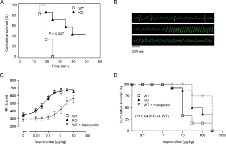 Inhibitor-1-deficient mice (I-1-KO) exhibit less susceptibility to isoprenaline-induced deaths. (A) Survival after subcutaneous implantation of isoprenaline-delivering minipumps during ketamine/xylazine anaesthesia in wild-type (WT) (n = 6) and I-1-KO (n = 7). (B) Representative ECGs recorded from a wild-type animal in 5–10 min intervals after isoprenaline pump implantation. (C and D) Chronotropic and lethal effects of increasing isoprenaline doses (0.01–300 µg/kg i.p.) in I-1-KO (n = 14), wild-type (n = 12), and wild type pre-treated with the β-blocker metoprolol (1650 µg/kg, n = 4).