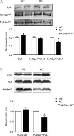 Hypophosphorylation of cardiac ryanodine receptor/Ca2+-release channel (RyR2) and phospholamban (PLB) in I-1-KO. (A) Western blot panels and quantification of total, PKA-, and CaMKII-phosphorylated RyR2 at Ser2809 and Ser2815, respectively, in wild-type (WT) and I-1-KO hearts (n ≥ 12 for each group). (B) Western blot panels and quantification of total, PKA-phosphorylated phospholamban at Ser16 in wild-type and I-1-KO hearts (n = 8 for each group).