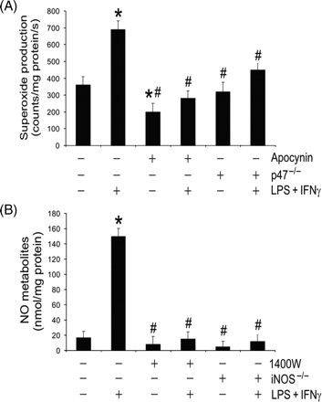 Lipopolysaccharide (LPS) + interferon (IFN)γ stimulates production of superoxide and nitric oxide (NO). Wild-type, p47phox-deficient (p47−/−), or iNOS(inducible NO synthase)-deficient (iNOS−/−) microvascular endothelial cells were treated with vehicle (0.1% dimethyl sulphoxide), apocynin (250 µM) or 1400W (50 µM) for 1 h. Subsequently they were incubated with the same drugs plus LPS + IFNγ for another 24 h. (A) Shows cellular superoxide production rate (n = 3; *P < 0.05 compared with wild-type Control group; #P < 0.05 compared with wild-type LPS + IFNγ group). (B) Shows NO metabolite (nitrite and nitrate) concentrations in the culture media (n = 3; *P < 0.05 compared with wild-type Control group; #P < 0.05 compared with wild-type LPS + IFNγ group).