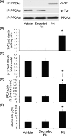 Authentic peroxynitrite causes PP2Ac (catalytic subunit of protein phosphatase type 2A) tyrosine nitration, decreases PP2Ac tyrosine phosphorylation, and increases PP2A activity and monolayer permeability to albumin. Wild-type endothelial cells were incubated with vehicle (0.5% 0.3 M NaOH + 0.3 M NaCl), degraded peroxynitrite (PN) or authentic PN for 2 h, and then they were harvested for immunoprecipitation of PP2Ac or were analysed for monolayer permeability to Evans blue-coupled albumin. (A) Shows representative western blot analysis of PP2Ac immunoprecipitates (n = 3) for 3-nitrotyrosine (3-NT), phosphotyrosine (p-Tyr) and PP2Ac. (B) Summary of 3-NT band intensity (n = 3; *P < 0.05 compared with vehicle-treated group). (C) Summary of p-Tyr band intensity (n = 3; *P < 0.05 compared with vehicle-treated group). (D) Summary of PP2A activity (expressed as percentages of the values for vehicle-treated group; n = 3; *P < 0.05 compared with vehicle-treated group). (E) Shows the summary of the permeability of cell monolayers to Evans blue-labelled albumin (n = 3; *P < 0.05 compared with vehicle-treated group).