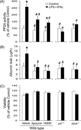 Inhibition of inducible nitric oxide synthase (iNOS) or NADPH oxidase prevents lipopolysaccharide (LPS) + interferon (IFN)γ-induced increases in protein phosphatase type 2A (PP2A) activity and endothelial monolayer leak. Wild-type, p47phox-deficient (p47−/−) or iNOS-deficient (iNOS−/−) endothelial cells were pretreated with vehicle, apocynin or 1400W for 1 h. Subsequently they were incubated with the same drugs plus LPS + IFNγ for another 24 h. (A) Summary of PP2A activity (expressed as percentages of the values for wild-type vehicle-treated Control group; n = 3; *P < 0.05 compared with wild-type vehicle-treated Control group; #P < 0.05 compared with wild-type vehicle-treated LPS + IFNγ group). (B) Shows the summary of monolayer permeability to Evans blue-labelled albumin (n = 4; *P < 0.05 compared with wild-type vehicle-treated Control group; #P < 0.05 compared with wild-type vehicle-treated LPS + IFNγ group). (C) Shows cell viability determined by MTT assay (n = 3; expressed as percentages of the values for wild-type vehicle-treated Control group).