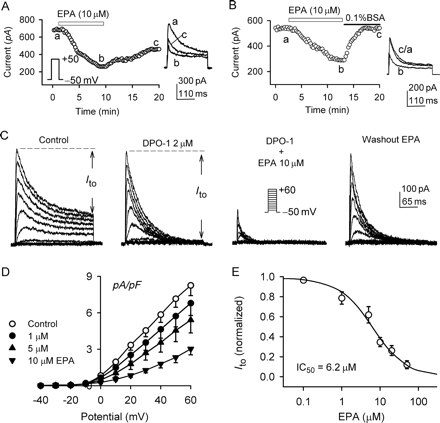 Effect of eicosapentaenoic acid on Ito. (A) Time-dependent effect of 10 µM eicosapentaenoic acid on Ito elicited by a 300 ms voltage step to +50 from −50 mV (left inset) delivered every 15 s in a typical experiment. Ito was measured from peak to ‘quasi’-steady-state level. The original current traces at corresponding time points are shown in the right inset. (B) Eicosapentaenoic acid (10 µM) decreased Ito in another cell, and the inhibitory effect recovered on washout with 0.1% bovine serum albumin. (C) Ito traces recorded in a representative cell with the protocol as shown in the inset (0.2 Hz) during control, in the presence of 2 µM diphenyl phosphine oxide-1 for 6 min, and in the co-presence of diphenyl phosphine oxide-1 and 10 µM eicosapentaenoic acid, and washout with 0.1% bovine serum albumin containing 2 µM diphenyl phosphine oxide-1. (D) I–V relationships of Ito in the presence of 2 µM diphenyl phosphine oxide-1 (control), co-application of diphenyl phosphine oxide-1 and 1, 5, and 10 µM eicosapentaenoic acid (10 min). Eicosapentaenoic acid inhibited Ito in a concentration-dependent manner (P < 0.05 or P < 0.01 at +10 to +60 mV vs. control). (E). Concentration–response relationship of eicosapentaenoic acid for inhibiting Ito at +40 mV (n = 5–11 experiments). Symbols are mean data, and solid line is the best-fit Hill equation: E = Emax/[1+(IC50/C)b], where E is the percentage for inhibiting Ito at concentration C, Emax is the maximum effect, IC50 is the concentration for a half of complete inhibition, and b is the Hill coefficient.