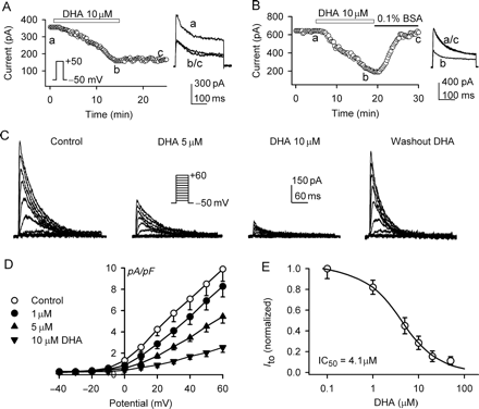 Docosahexaenoic acid effect on Ito. (A) Time-dependent effect of 10 µM docosahexaenoic acid on Ito recorded with the protocol shown in the inset in a typical experiment. Docosahexaenoic acid remarkably suppressed the current, and the inhibition was not reversible on washout. The original current traces at corresponding time points are shown in the right inset. (B) Docosahexaenoic acid decreased Ito in another cell, and the inhibition fully recovered on washout with 0.1% bovine serum albumin. (C)Ito traces recorded in a representative cell with the voltage protocol as shown in the inset in the presence of 2 µM diphenyl phosphine oxide-1 (control), co-presence of diphenyl phosphine oxide-1 and 5, 10 µM docosahexaenoic acid, and washout for 10 min with 0.1% bovine serum albumin containing 2 µM diphenyl phosphine oxide-1. (D)I–V relationships of Ito in the presence of 2 µM diphenyl phosphine oxide-1 (control), co-presence of diphenyl phosphine oxide-1 and 1, 5, and 10 µM docosahexaenoic acid (15 min). Docosahexaenoic acid inhibited Ito in a concentration-dependent manner (P < 0.05 or P < 0.01 at +10 to +60 mV vs. control) (E) Concentration–response relationship of docosahexaenoic acid for inhibiting Ito at +40 mV (n = 4–9 experiments). Symbols are mean data, and solid line is the best-fit Hill equation.