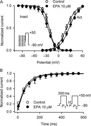 Effects of eicosapentaenoic acid on voltage dependence and recovery of Ito from inactivation. (A) Symbols are mean values of voltage-dependent variables for Ito activation conductance (g/gmax) and availability (I/Imax) in the absence or presence of 10 µM eicosapentaenoic acid, and solid lines are fitted to the Boltzmann equation: y = 1/{1 + exp[(Vm−V0.5)/S]}, where Vm is membrane potential, V0.5 is the midpoint potential, and S is the slope factor. (B) Mean data for time course of recovery of Ito from inactivation in the absence and presence of 10 µM eicosapentaenoic acid in seven cells. Data were best fit to mono-exponential function. No change in the recovery time constant of Ito was observed after the application of eicosapentaenoic acid (n = 7, P = NS).