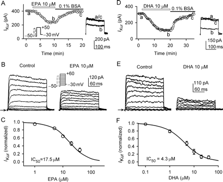 Effects of eicosapentaenoic acid and docosahexaenoic acid on IKur. (A) Time course of IKur recorded in a typical experiment with a 100 ms pre-pulse to +40 mV to inactivate Ito, followed by 200 ms test pulses to +50 mV (inset) every 15 s. Eicosapentaenoic acid gradually reduced IKur, and the inhibitory effect fully recovered on washout with 0.1% bovine serum albumin. (B) Voltage-dependent IKur (capacitance compensated) recorded at 0.2 Hz in a representative cell with a 100 ms pre-pulse to +40 mV to inactivate Ito, followed by 200 ms test pulses to between −40 and +60 from −50 mV after a 10 ms interval, then to −30 mV (inset) in the absence and presence of 10 µM eicosapentaenoic acid. Eicosapentaenoic acid substantially suppressed IKur. The arrow indicates zero level. (C) Concentration–response relationship of IKur inhibition by eicosapentaenoic acid at +40 mV (n = 7–18 experiments). Symbols are the mean values of inhibitory effect in cells exposed to different concentrations of eicosapentaenoic acid. Solid lines are the best-fit Hill equation. (D) Time-dependent reduction of IKur (recorded with the protocol shown in the inset of A) by 10 µM docosahexaenoic acid, and the effect recovered on washout with 0.1% bovine serum albumin. (E) Voltage-dependent IKur recorded at 0.2 Hz in a representative cell with the protocol shown in the inset of (B) before and after the application of 10 µM docosahexaenoic acid (for 15 min). Docosahexaenoic acid substantially suppressed IKur. (F). Concentration–response relationship of IKur inhibition by docosahexaenoic acid at +40 mV (n = 6–17 experiments). Symbols are the mean values of inhibiting effect in cells exposed to different concentrations of docosahexaenoic acid. Solid lines are the best-fit Hill equation.