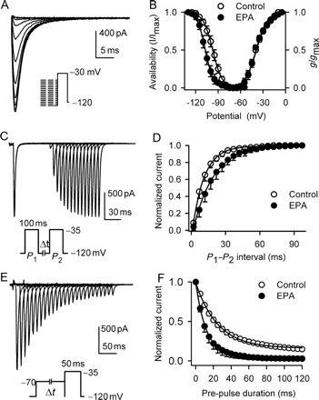 Influence of INa kinetics by eicosapentaenoic acid. (A) Voltage protocol and superimposed current for determining voltage dependence of availability (I/Imax) of INa. (B) Mean values of voltage dependence of availability and activation (g/gmax) of INa in the absence and presence of 10 µM eicosapentaenoic acid. Curves were fitted to the Boltzmann distribution. (C) Voltage protocol and current traces used for determining recovery of INa from inactivation. (D) Mean values of curves for recovery of INa from inactivation in the absence and presence of 10 µM eicosapentaenoic acid. Recovery curves were fitted to mono-exponential functions. (E) Voltage protocol and current traces used for determining the development of resting inactivation of INa. (F) Inactivation curves of INa at resting states in the absence and presence of 10 µM eicosapentaenoic acid.