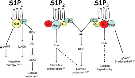 S1P receptor-mediated signalling in the heart. Activation of the S1P1 ...