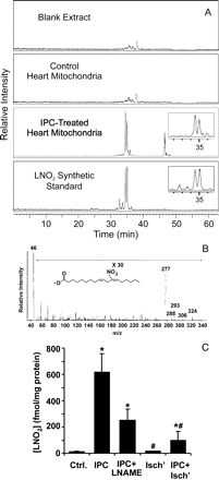 Endogenous LNO2 formation in mitochondria during IPC. (A) Lipid extracts were prepared from mitochondria isolated from control and IPC-treated hearts, and analysed by HPLC ESI-MS/MS in MRM mode using m/z 324/46 transition to identify LNO2. Blank solvent extract and synthetic standards were analysed by the same methods. Insets to chromatograms highlight the co-elution of LNO2 derived from IPC mitochondria with the synthetic LNO2 standard. Data are representative of n = 8 samples. (B) Product ion analysis of LNO2 derived from IPC-treated heart mitochondria shows the major fragment ions generated after collision-induced dissociation. Fragments at m/z 324, 306, 293, 288, and 277 are [M–H]−, [M–H2O]−, [M–HNO]−, [M–2H2O]−, and [M–HNO2]−, respectively. The major product ion, m/z 46 is the ionized nitro group (NO2−). The fragmentation pattern of IPC mitochondria-derived LNO2 is the same as that generated from synthetic LNO2 25. (C) Quantitation of LNO2 in mitochondrial samples, achieved by spiking mitochondria prior to lipid extraction with 500 pg of [13C18]LNO2 as internal standard (m/z 342). The relative peak areas of [13C18]LNO2 vs. endogenous LNO2 were used to quantify LNO2 in the original mitochondrial samples using an internal standard curve, and data were normalized to amount of mitochondrial protein. Data are means ± SEM, n = 4. *P < 0.05 vs. control. #P < 0.05 vs. IPC alone. Treatment groups are detailed in the methods.