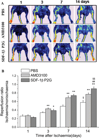 SDF-1βP2G improved blood flow restoration in mouse ischaemic hind limb. The limb blood flow was measured using a laser Doppler perfusion imager (LDPI) and quantified using LDPIwin 2.5 software. (A) Representative laser Doppler perfusion colour images for different groups. (B) To minimize the variability in perfusion, the ratio of the ischaemic (left) to normal (right) limb blood flow was used for quantitative analysis (n = 13; for each experimental group). *P < 0.05, **P < 0.01 vs. PBS control; ##P < 0.01 vs. AMD3100; $P < 0.05, $$P < 0.01 vs. group of day 7.