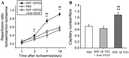 Impact of neutralizing anti-VEGF mAb on SDF-1βP2G-induced ischaemic blood reperfusion and angiogenesis. Mice were treated with either SDF-1βP2G+anti-VEGF mAb, SDF-1βP2G, or PBS after ischaemia (n = 7). The limb blood flow was monitored by a laser Doppler perfusion imager (LDPI) on day 1, 3, 7, and 14 after ischaemia (A), and the capillaries were identified by CD31 staining on day 14 after ischaemia (B) (n = 7; for each experimental group). *P < 0.05, **P < 0.01 vs. PBS; #P < 0.05, ##P < 0.01 vs. anti-VEGF mAb treatment.