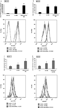 Effects of miR-125a-5p inhibitor on macrophage phagocytosis and surface scavenger receptors. THP-1 cells were incubated in the absence or presence of the miR-125a-5p inhibitor or oxLDL for 48 h. (A) Mean fluorescence intensity of Dil-LDL (%), (B) expression of CD36, (C) expression of LOX-1, (D) expression of CD68. Values (Mean ± SD) are calculated from five different experiments, *P < 0.05 vs. control; **P < 0.05 vs. *marked groups.