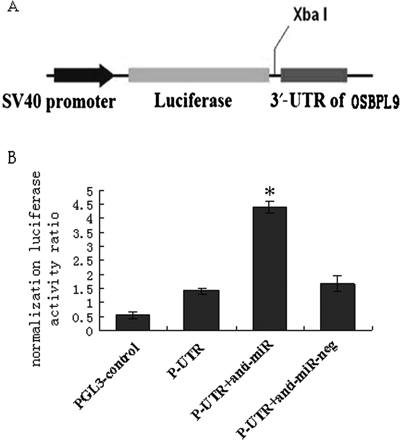 Verification of the potential target genes of miR-125a-5p. (A) Schematic representation of the firefly luciferase (f-luc) reporter constructs utilized. (B) Cells were cotransfected with p-ORP9-UTR, pGL-3 control, and either negative control anti-miR (N.C.) or anti-miR-125a-5p at the concentration of 50 nM. Luciferase values were normalized by the Renilla control luciferase activity. The ratio of luciferase activity of each construct was calculated by luminometer. Data (mean ± SE) are from four independent experiments. *P < 0.01 compared with pGL3-ORP9-3′‐UTR plasmids only group.